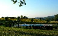 Piscina con girasoli 